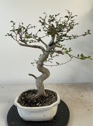 Chinese elm (1)