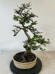 Chinese elm (2)