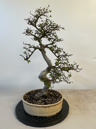 Chinese elm