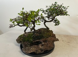Chinese elms on rock