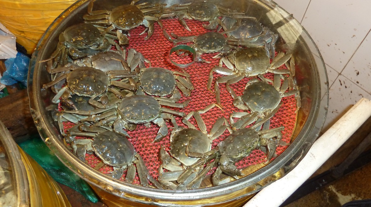 Crabs P1020112