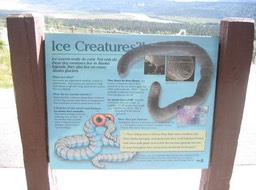 Ice Creatures img_2343