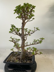 Jade tree