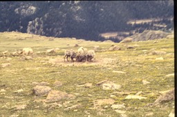 Mountain goats seen from tram