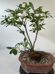 Native azalea