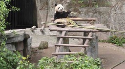 Panda p1020422