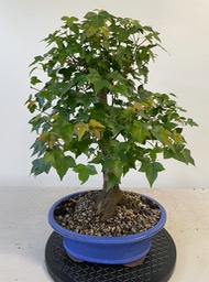 Trident maple 2a
