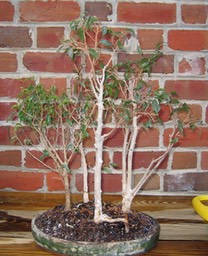 Ficus Grove