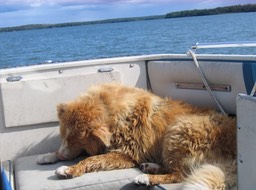 Dog in Boat img_3559