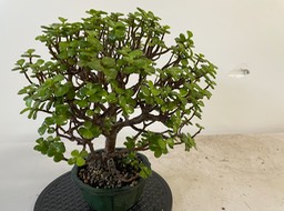 Baby jade small