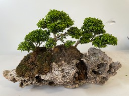 Boxwoods on rock