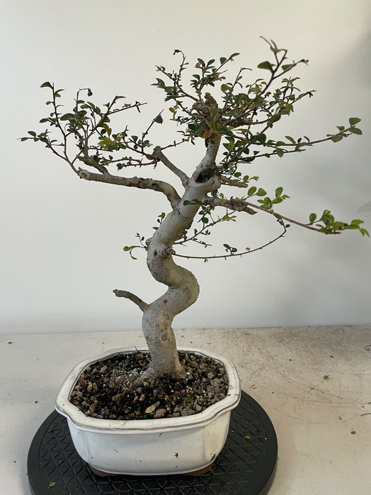 Chinese elm (1)