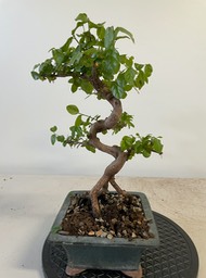 Chinese sweet plum (1)