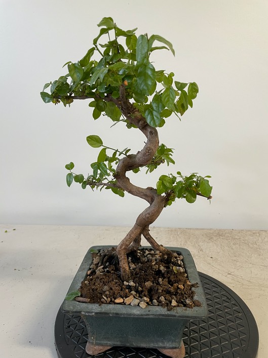 Chinese sweet plum (1)