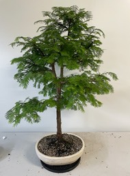 Dawn redwood