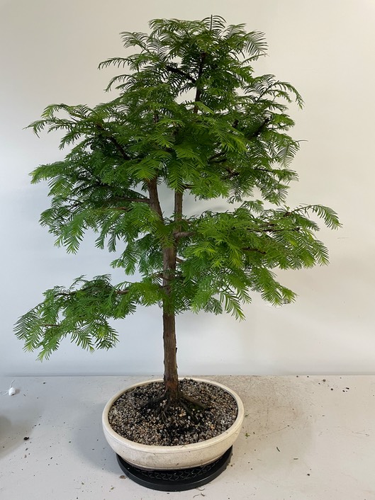 Dawn redwood