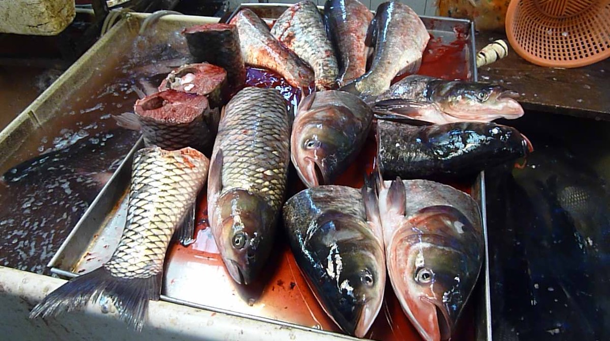 Fish P1020111