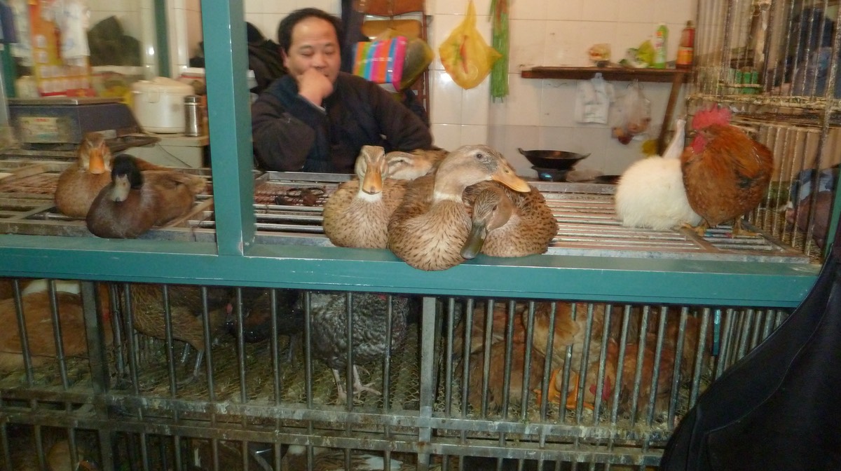 Fowls P1020127