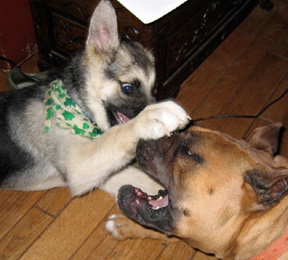 frodo-and-otto-2