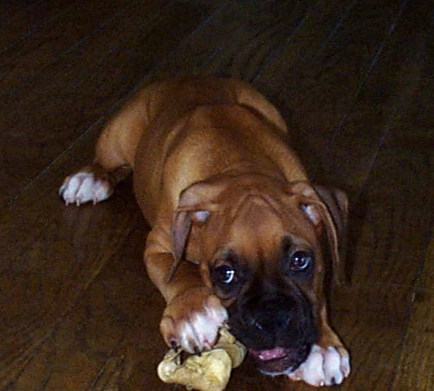 frodo-puppy
