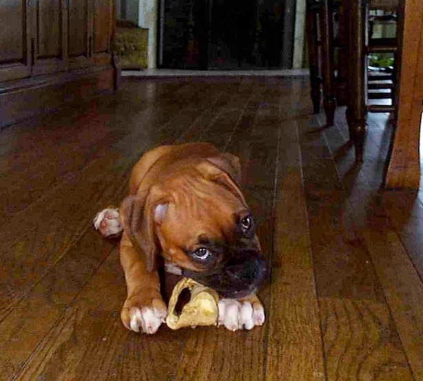frodobone
