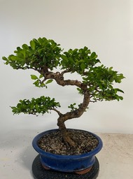 Fukien tea C