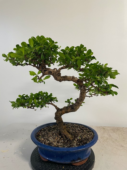 Fukien tea C