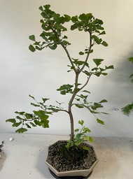 Gingko