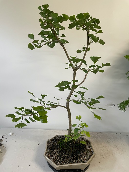 Gingko