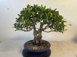 Golden gate ficus
