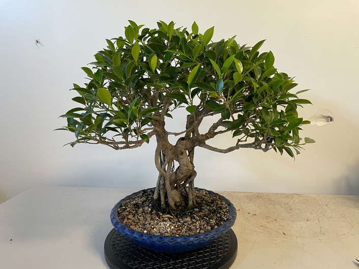 Golden gate ficus