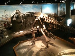 Dinasaur img_0177