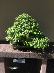IMG_0725