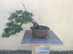 IMG_0745