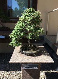 IMG_0754