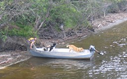 Sled dogs traveling img_2039