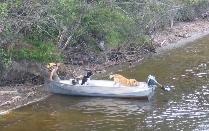 Sled dogs traveling img_2039