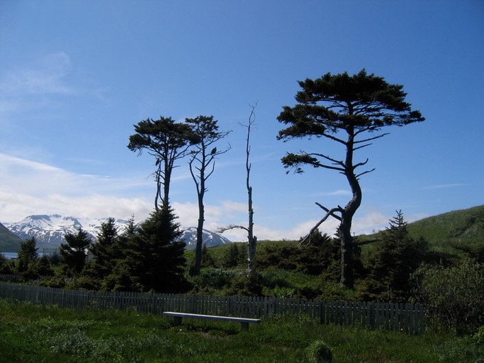 Sitka spruces img_2118