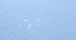 Whale pod img_2185