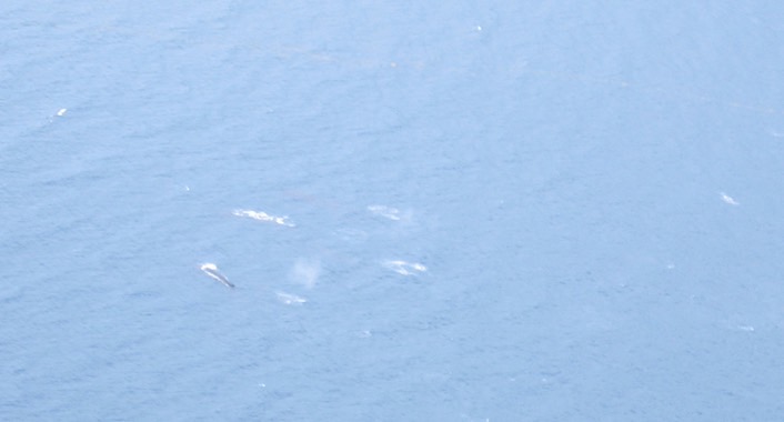 Whale pod img_2185