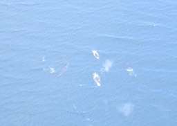 Whale pod img_2186