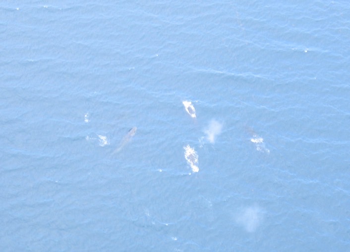 Whale pod img_2186