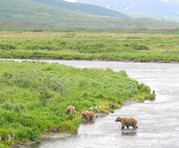 Bears img_2192