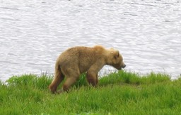 Bear img_2196