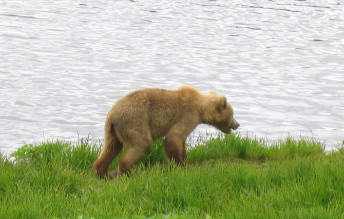 Bear img_2196