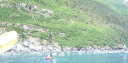 Rookery on far shore img_2260
