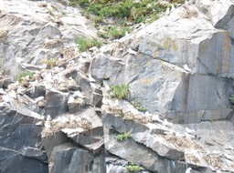 Rookery on far shore img_2266