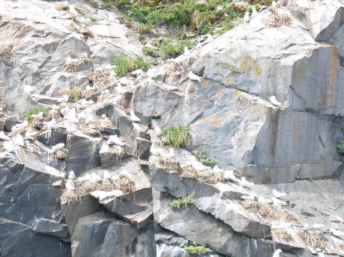 Rookery on far shore img_2266