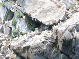Rookery on far shore img_2269