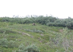 Fox img_2313